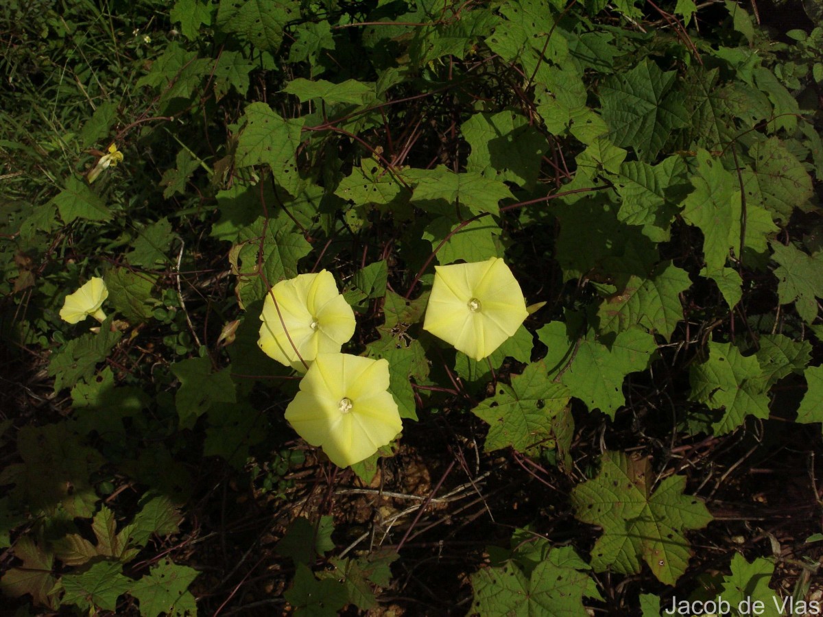 Camonea vitifolia (Burm.f.) A.R.Simões & Staples